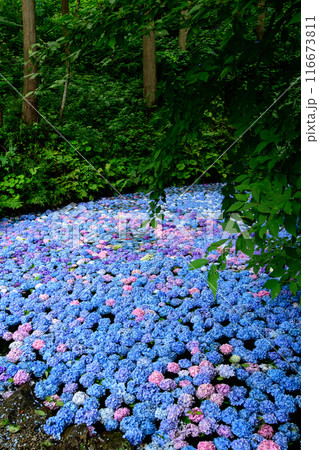 一面に紫陽花を浮かべた森の中の池 みちのくあじさい園 岩手県 一面に紫陽花を浮かべた森の中の池 みちのくあじさい園 岩手県 116673811