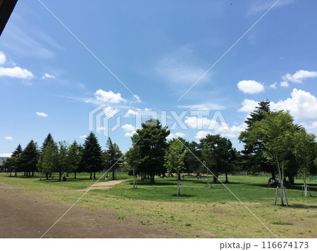 公園の芝生と青い空 公園の芝生と青い空 116674173