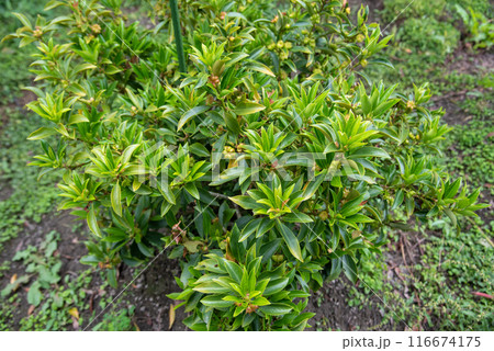 実をつけた樒 116674175