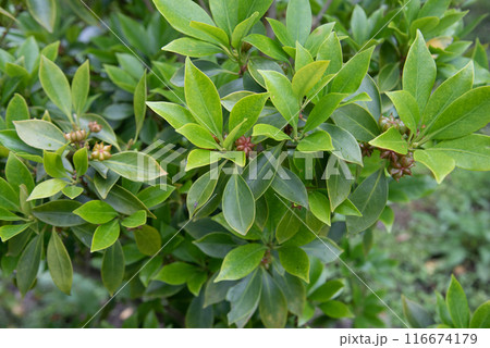 実をつけた樒 実をつけた樒 116674179