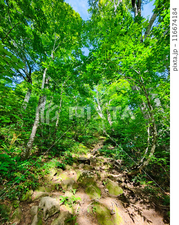 夏の雨飾山登山（登山口～荒菅沢：ブナ林の登山道） 116674184