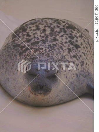 海遊館の愛らしいアザラシの瞬間 116674366