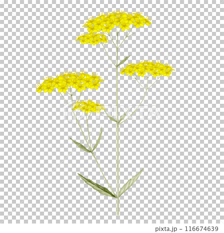 女郎花 オミナエシ 花 秋　水彩 イラスト 116674639