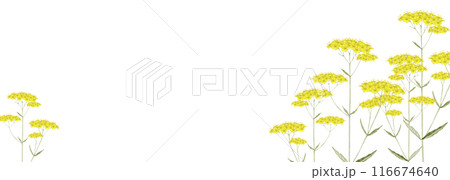 女郎花 オミナエシ 花 秋　背景 フレーム　水彩 イラスト 116674640