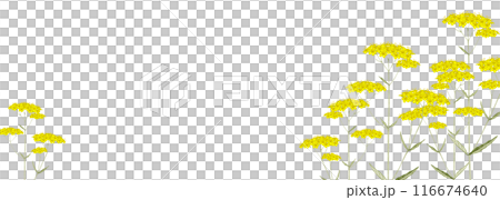 女郎花 オミナエシ 花 秋　背景 フレーム　水彩 イラスト 116674640