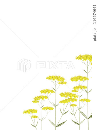 女郎花 オミナエシ 花 秋　背景 フレーム　水彩 イラスト 116674641