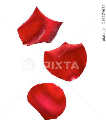 落ちてくる赤い薔薇の花びら 116674686