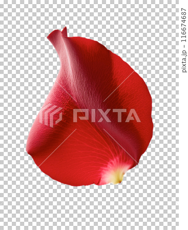 飄落的紅玫瑰花瓣 116674687