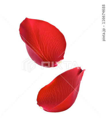 落ちてくる赤い薔薇の花びら 116674688