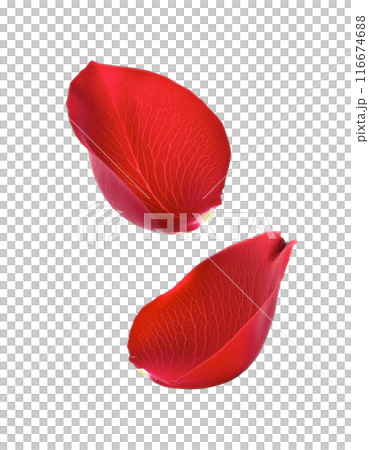 落ちてくる赤い薔薇の花びら 116674688