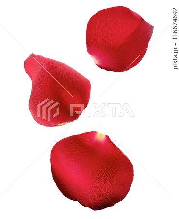 落ちてくる赤い薔薇の花びら 116674692