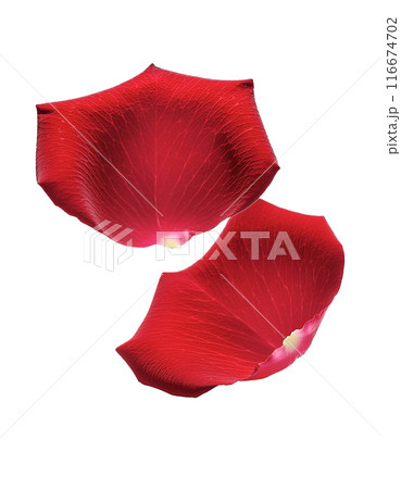 落ちてくる赤い薔薇の花びら 116674702