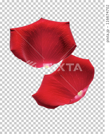 落ちてくる赤い薔薇の花びら 116674702