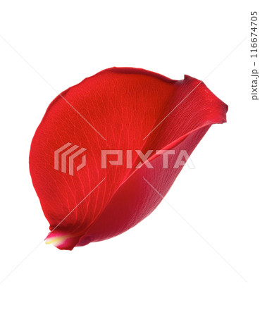 落ちてくる赤い薔薇の花びら 116674705