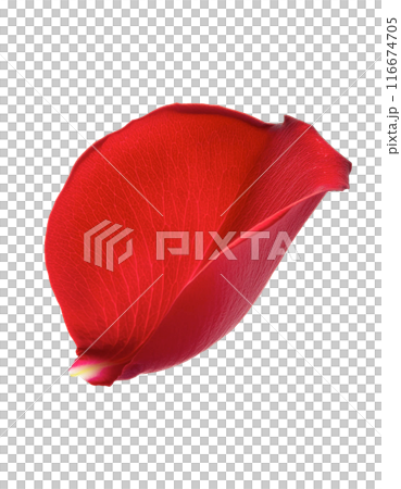 落ちてくる赤い薔薇の花びら 116674705