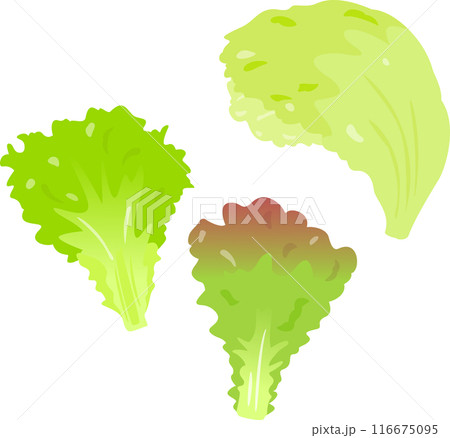 玉レタスとリーフレタスの葉 玉レタスとリーフレタスの葉 116675095