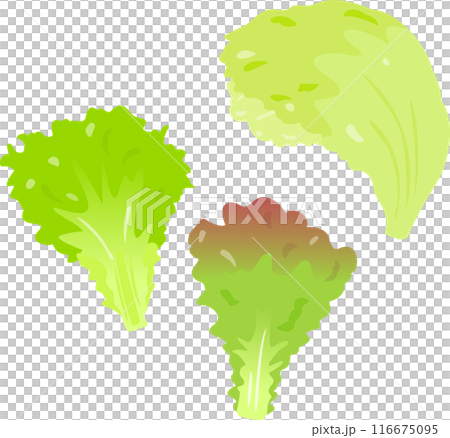 玉レタスとリーフレタスの葉 玉レタスとリーフレタスの葉 116675095