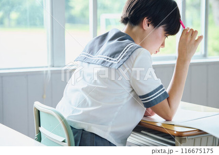 勉強する女子高生 勉強する女子高生 116675175