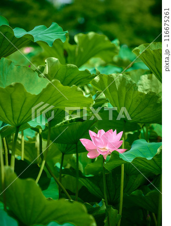 蓮の花のある風景 116675261