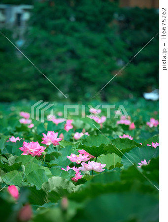 池に咲くハスの花 池に咲くハスの花 116675262