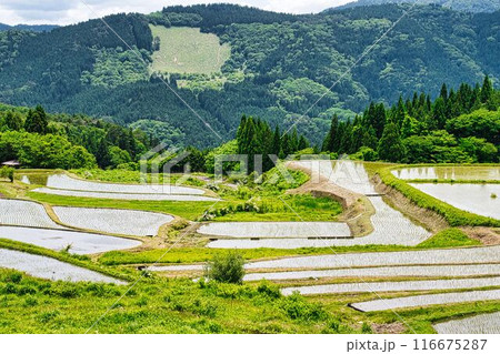 別宮の棚田(兵庫県養父市) 別宮の棚田(兵庫県養父市) 116675287