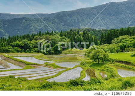 別宮の棚田（兵庫県養父市） 116675289