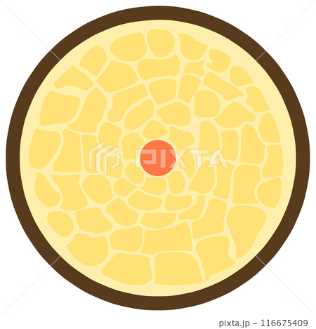 髪の毛の断面 髪の毛の断面 116675409