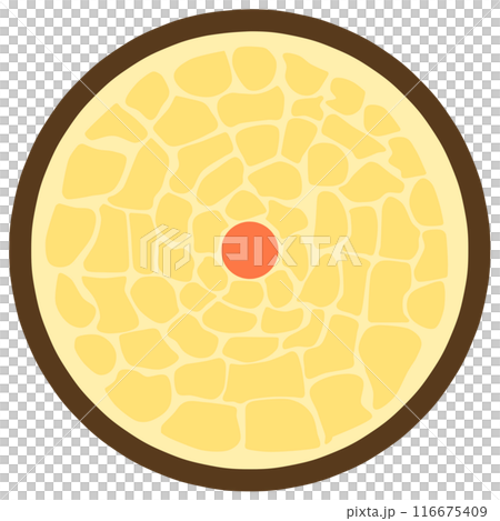 髪の毛の断面 髪の毛の断面 116675409