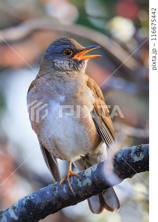 単独行動が好きでピョンピョン跳ねて食べ物を探す冬鳥　シロハラ 116675442