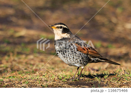 夏になって渡りで姿を消すと鳴き声が聞こえなくなることからツグミの名が付いた冬鳥 116675466