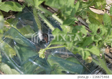 スイカ幼果のの病気 疫病、炭疽病 スイカ幼果のの病気 疫病、炭疽病 116675468