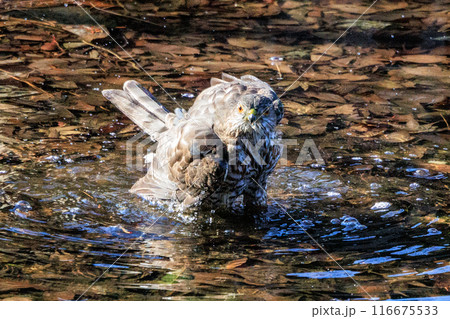 近年は都会にも進出する鷹狩りにも使われた小型の猛禽類　ツミ 116675533