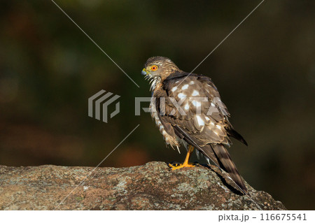 近年は都会にも進出する鷹狩りにも使われた小型の猛禽類　ツミ 116675541