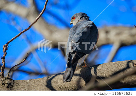近年は都会にも進出する鷹狩りにも使われた小型の猛禽類　ツミ 116675623