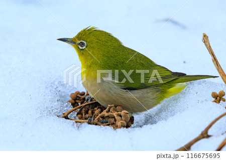 ウグイスと間違われる緑色の綺麗な体と白い眼鏡が特徴の鳥メジロ 116675695