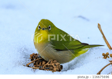 ウグイスと間違われる緑色の綺麗な体と白い眼鏡が特徴の鳥メジロ 116675696