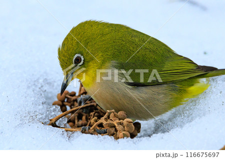ウグイスと間違われる緑色の綺麗な体と白い眼鏡が特徴の鳥メジロ 116675697