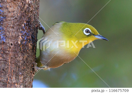 ウグイスと間違われる緑色の綺麗な体と白い眼鏡が特徴の鳥メジロ 116675709