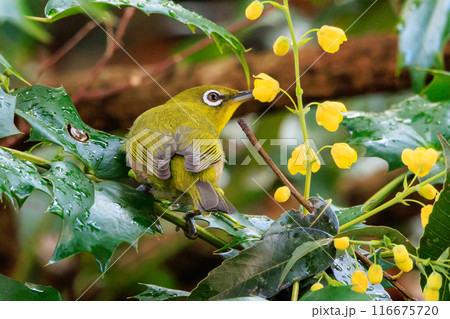 ウグイスと間違われる緑色の綺麗な体と白い眼鏡が特徴の鳥メジロ 116675720