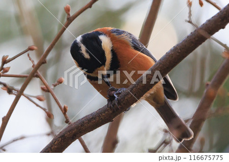 鳴き真似や芸をこなす器用な鳥 ヤマガラ 鳴き真似や芸をこなす器用な鳥 ヤマガラ 116675775