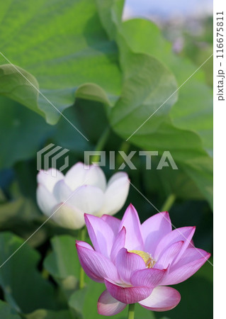 日本の蓮 116675811
