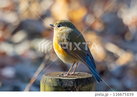 瑠璃色とオレンジ色をまとった冬に訪れる人気者 ルリビタキの若雄 116675839