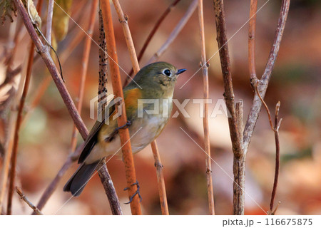 瑠璃色とオレンジ色をまとった冬に訪れる人気者 ルリビタキの若雄 116675875