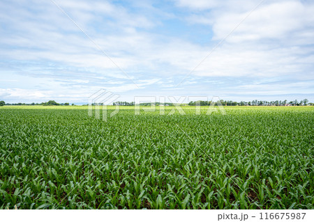 道東一人旅の途中の国道沿いの広大な景色 116675987