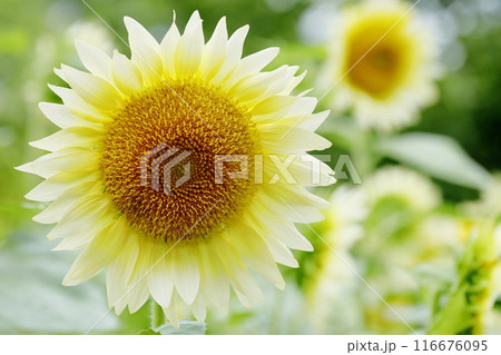 真夏のひまわり 116676095