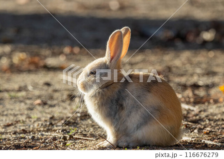 朝日に照らされる子ウサギ 116676279