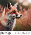 きつね　狐　キツネ 116676393