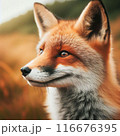 きつね　狐　キツネ 116676395