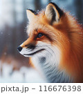 きつね　狐　キツネ 116676398