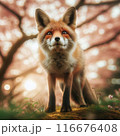 きつね　狐　キツネ 116676408